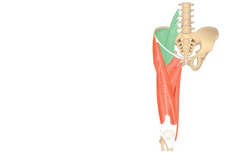 Iliopsoas muscle: diagram and action | GetBodySmart