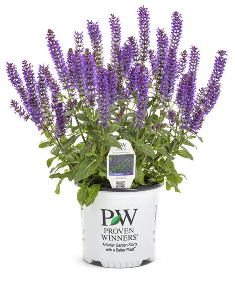 Violet Profusion Perennial Salvia Salvia Nemorosa Proven Winners