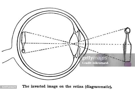 Cornea Eye Diagram Photos And Premium High Res Pictures Getty Images