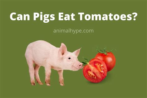 Can Pigs Eat Tomatoes A Juicy Topic For Pig Owners Animal Hype