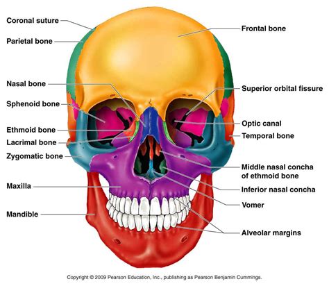 Skull Bones With Labels