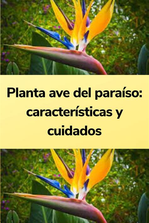 Planta Ave Del Para So Caracter Sticas Y Cuidados Planta Ave Del