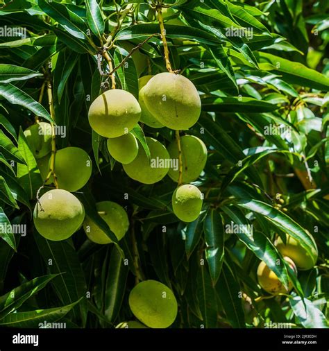 Ripe Mango Fruit On A Mango Tree In Dominican Republic Stock Photo Alamy