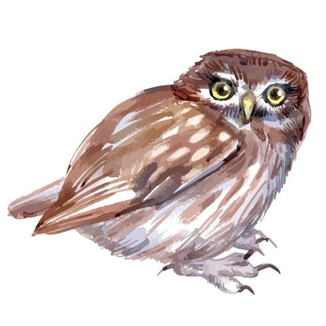 Illustration Aquarelle Vectorielle De Petit Hibou Petit Oiseau