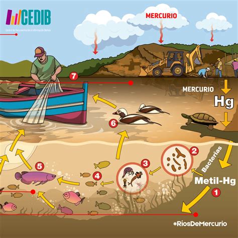 Ríos De Mercurio ¿cómo Llega El Mercurio A Nuestro Organismo Ii La Nueva Cedib