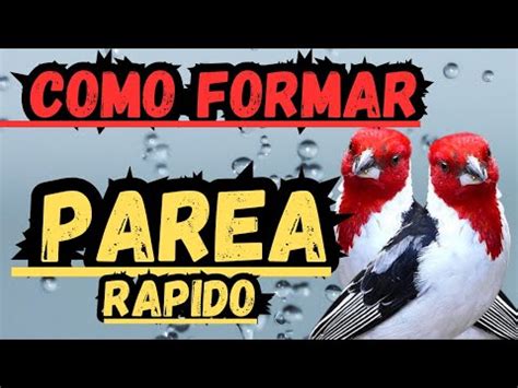 Como Formar Parea De Galo De Campina Testado Youtube