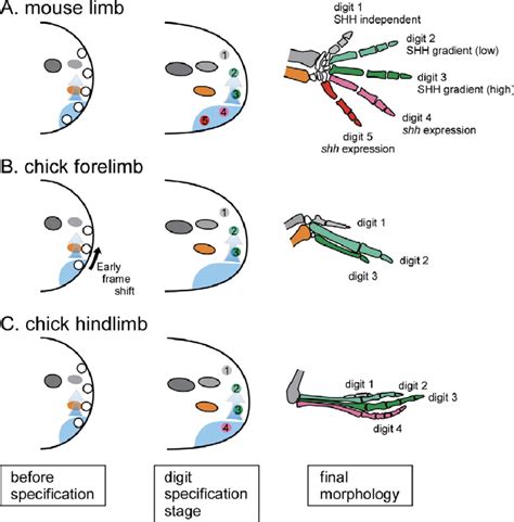 Formation Of Digit Identity In The A Mouse Limb B Chick Forelimb