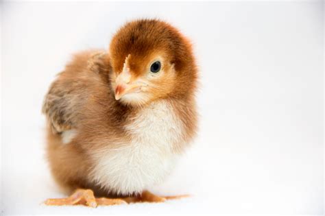 1 Week Old Rhode Island Red Stock Photo Download Image Now