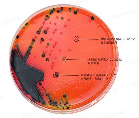 志贺氏菌显色平皿（9cm） 产品详情 青岛海博生物