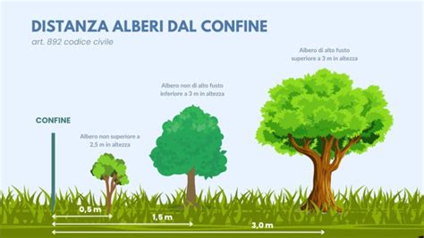 Distanza Degli Alberi Dal Confine Normativa E Regole Da Rispettare