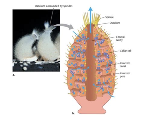 Lab Consolidated Porifera Cnideria Platyhelminths Flashcards