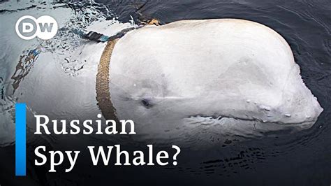 Possible Russian Spy Whale Discoverd Dw News Whale Spy Norwegian