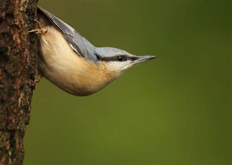 Nuthatch Symbolism Meaning Totem Spirit Omens World Birds