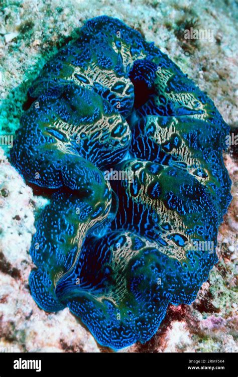 Crocea Giant Clam Or Boring Clam Tridacna Crocea Colours In The