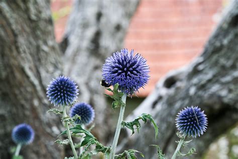 Les Jardins D Adonis Unep