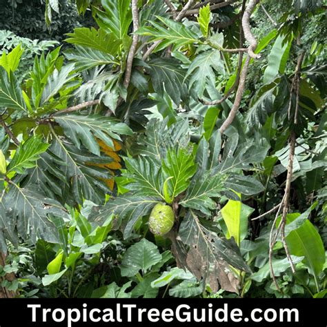 The Ultimate Guide To Growing Breadfruit Trees Tropical Tree Guide