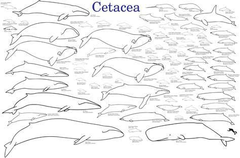 Evolution of cetaceans - Wikiwand