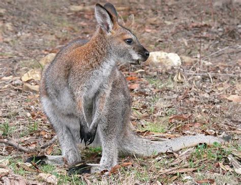 23 Types of Marsupials: Species, Identification, Photos