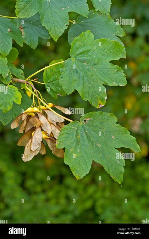 Sycamore Maple Great Maple Acer Pseudoplatanus Branch With Fruits