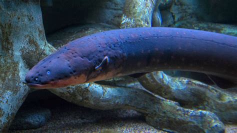 Electric Eel | Animals Wiki | Fandom