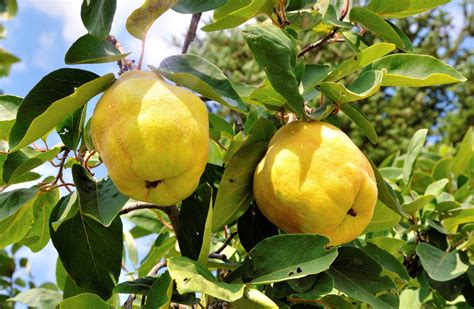 Un Fruit De Saison Le Coing Et Ses Vertus Qigong Anmo