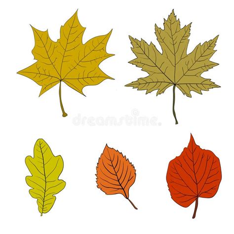 Set Of Colorful Autumn Leaves Vector Illustration Stock Vector