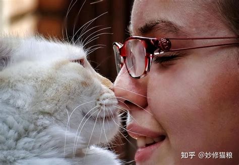 猫咪“鼻吻”你，其实是在给你这些信号，说明它真的爱你 知乎