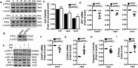 IRF 1 Mediates The Suppressive Effects Of MTOR Inhibition On Arterial