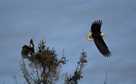 Birds Bald Eagles Ornithology - Free photo on Pixabay - Pixabay