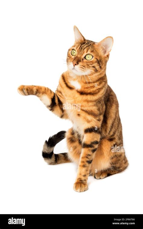 Bengal Cat With Raised Paw Isolated On White Background Stock Photo Alamy