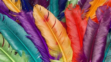 Imagenes de plumas de colores - Imagui