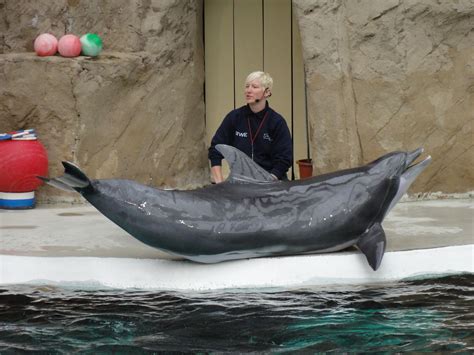 Dolphin Zoo Duisburg Germany They Have The Endangered River Dolphin