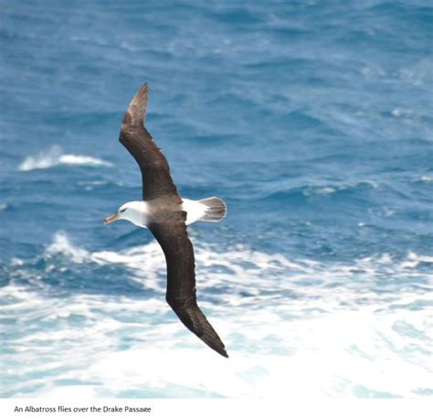 An Image Of A Bird Flying Over The Ocean