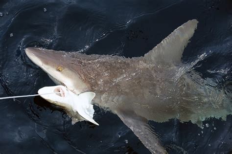 Fishing For Sharks In The Gulf Of Mexico Noaa Fisheries