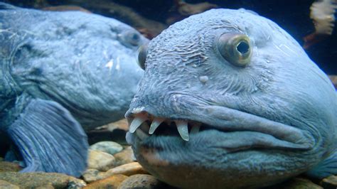 psbattle wolf eel   teeth sticking  rphotoshopbattles