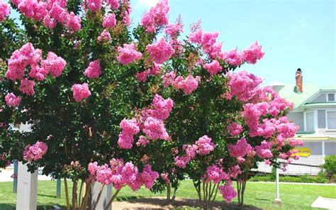 Sioux Crape Myrtle Is A Year Round Color Factory Producing Large