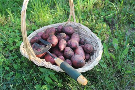 Growing Red Potatoes » Top Tips