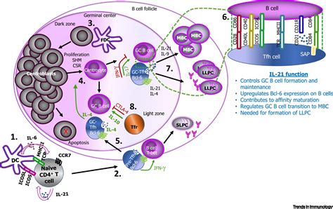 Cytokine Skewed Tfh Cells Functional Consequences For B Cell Help