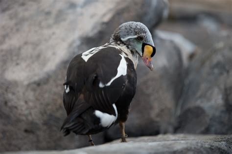 18 Beautiful Birds To Spot In Alaska Celebrity Cruises