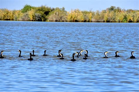 Saison des oiseaux migrateurs au Parc du Djoudj Sahel Découverte