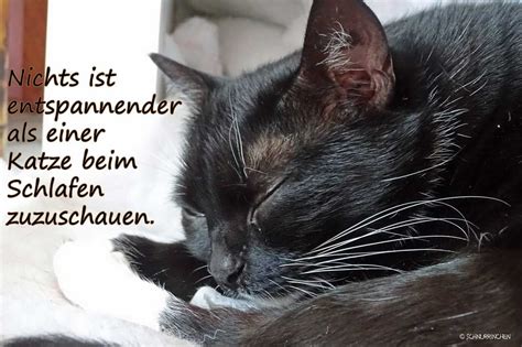 Lustige Spruche Bilder Katzen Lustige Sprüche