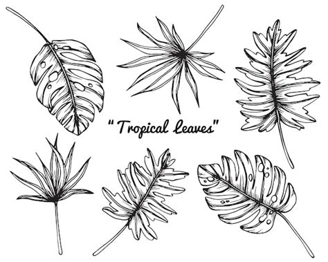 Premium Vector Collection Set Of Tropical Leaves Drawing Illustration