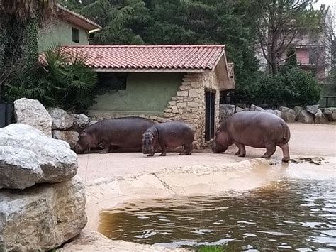 Parco Faunistico Le Cornelle Valbrembo Aggiornato Tutto