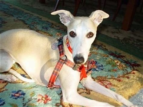 Whippet Dog Breed Information and Pictures