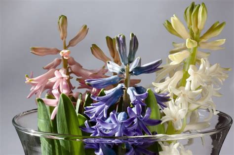 Ý Nghĩa Hoa Dạ Lan Hương Loài Hoa Của Màn Đêm Tĩnh Lặng