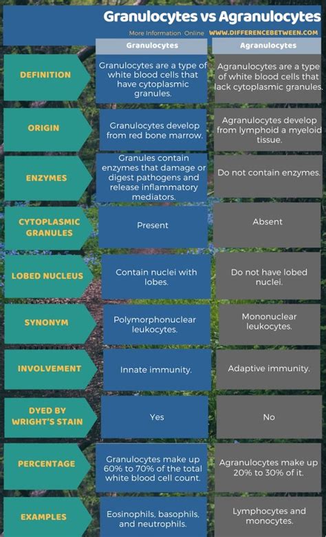 Difference Between Granulocytes and Agranulocytes | Compare the Difference Between Similar Terms