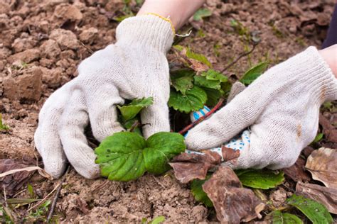 Erdbeeren Düngen Womit Wie Oft Und Wann