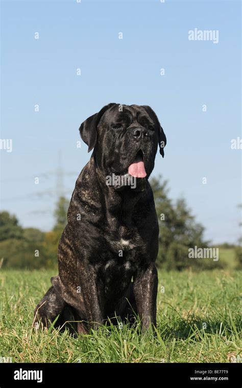 Cane Corso Italian Corso Sitting On A Lawn Stock Photo Alamy