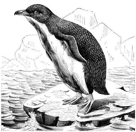 Black And White Penguin Illustrations, Royalty-Free Vector Graphics & Clip Art - iStock