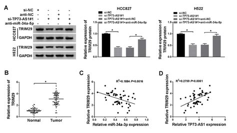 Tp As Regulates The Expression Of Trim Via Modulating Mir A P